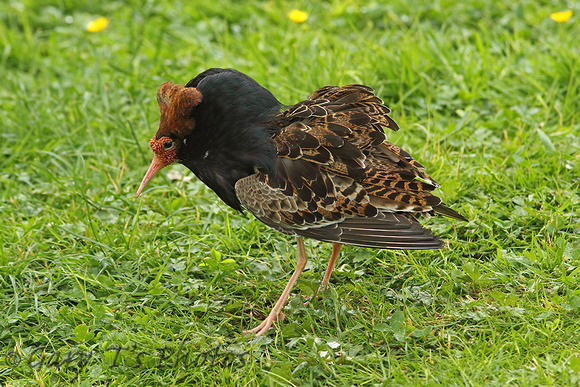 Ruff (Adult Male Summer)