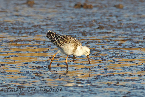 Ruff (Adult Male Winter)