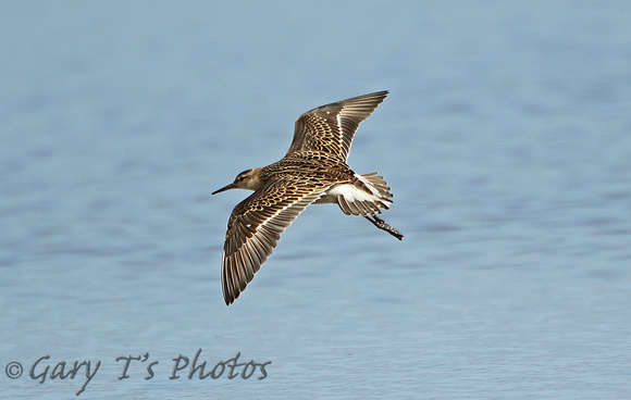 Ruff (Adult Female Summer)