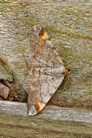 Tawny-barred Angle (Macaria liturata)