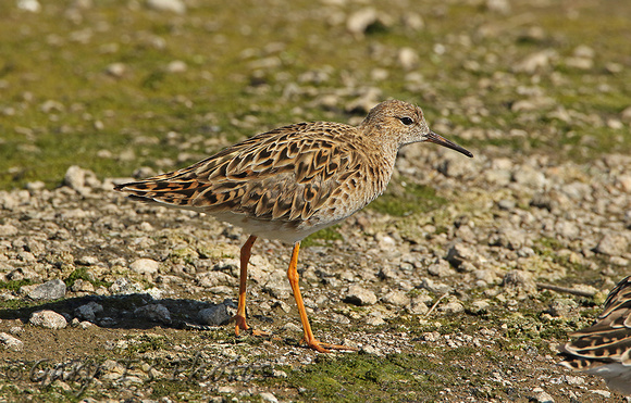 Ruff (Adult Male Moulting)