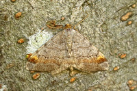 Tawny-barred Angle (Macaria liturata)
