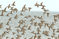 Red Knot (Flock)