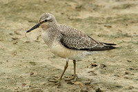 Red Knot (Juvenile)