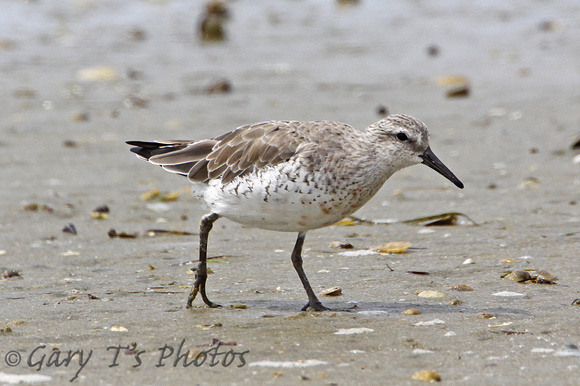 Red Knot (Adult Winter)