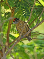Tawny Piculet (Male)