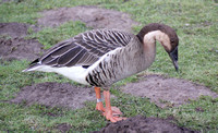 Swan Goose (Anser cygnoides)