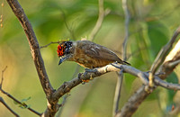 Tawny Piculet (Male)