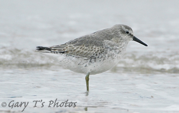 Red Knot (Adult Winter)