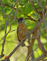 Tawny Piculet (Female)