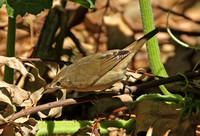 Sykes Warbler