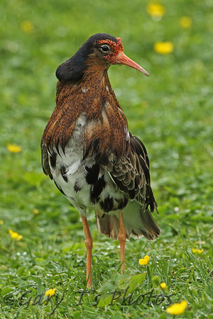 Ruff (Adult Male Summer)