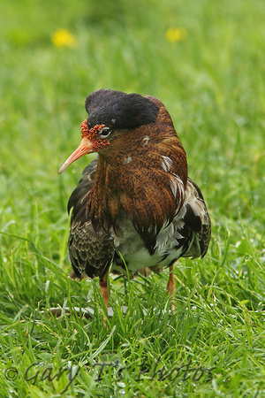 Ruff (Adult Male Summer)