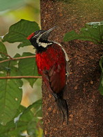 Red-backed Woodpecker (Male)*