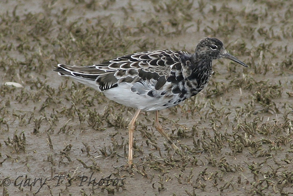 Ruff (Adult Male Moulting)