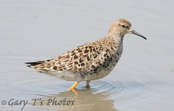 Ruff (Adult Female Summer)