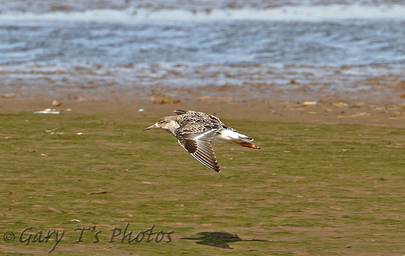 Ruff (Adult Male Moulting)