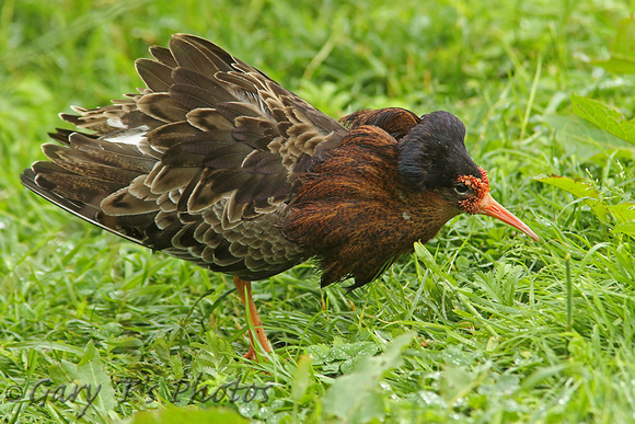 Ruff (Adult Male Summer)