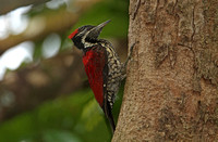 Red-backed Woodpecker