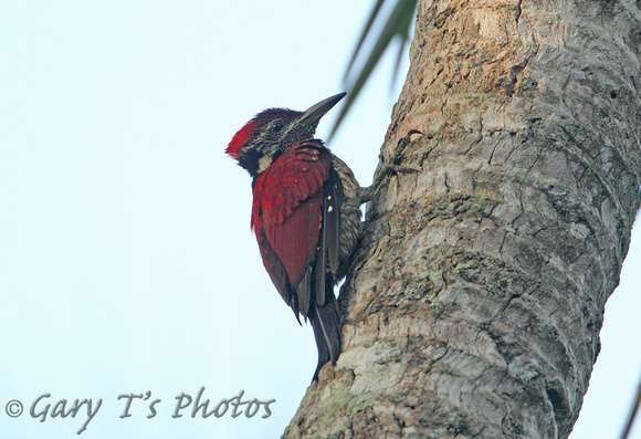 Red-backed Woodpecker (Male)
