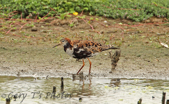 Ruff (Adult Male Moulting)