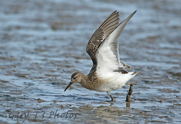 Ruff (Adult Female Summer)