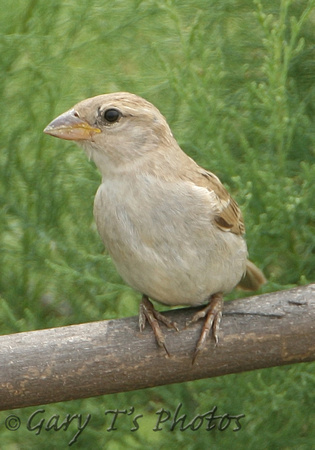 Spanish Sparrow (Female)