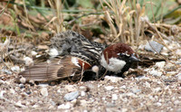 Spanish Sparrow (Male)