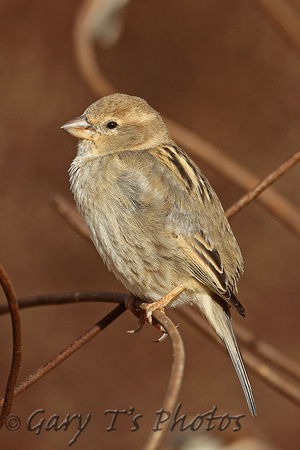 Spanish Sparrow (Female)