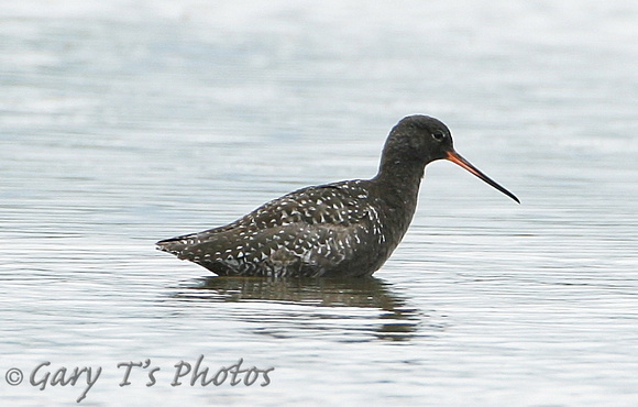 Spotted Redshank (Adult Summer)