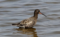 Spotted Redshank (Adult Summer)