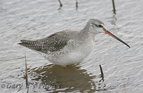 Spotted Redshank (Adult Winter)