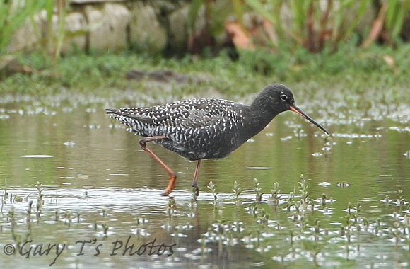 Spotted Redshank (Adult Summer)
