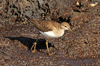 Solitary Sandpiper (Juvenile)