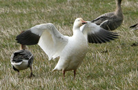 Snow Goose (Adult-White morph)