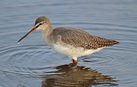 Spotted Redshank (Adult Winter)