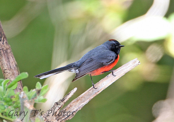 Slate-throated Redstart