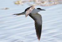 Sooty Tern