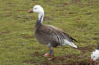 Snow Goose (Adult-Blue morph)