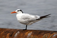 Royal Tern