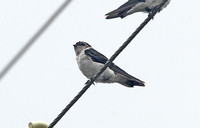 Violet-green Swallow (Female)