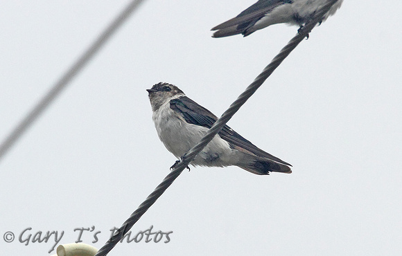 Violet-green Swallow (Female)