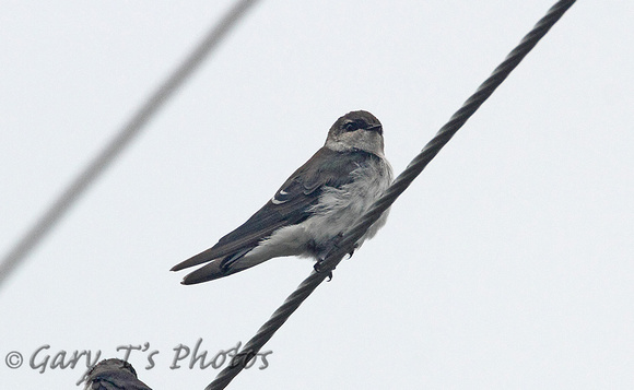 Violet-green Swallow (Female)