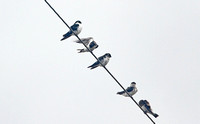 Violet-green Swallow (Flock)