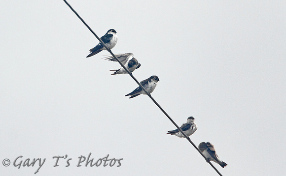 Violet-green Swallow (Flock)