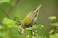 Tennessee Warbler (Female)