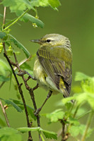 Tennessee Warbler (Female)