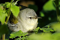 Tennessee Warbler (Male)