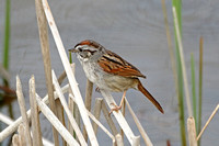 Swamp Sparrow (Adult)
