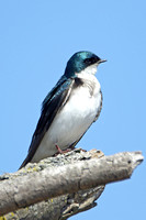 Tree Swallow (Male)